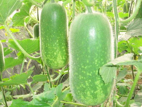 每日大赛吃瓜网直达